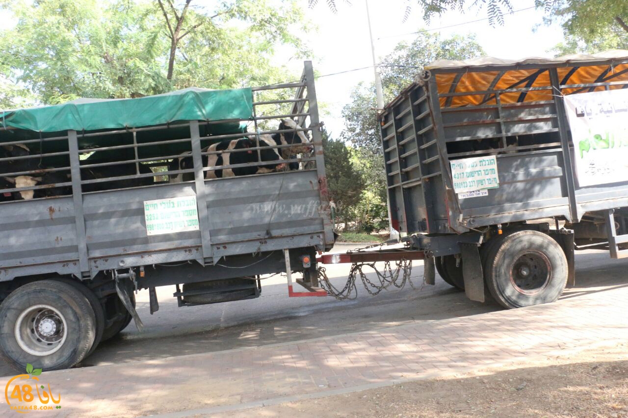 jam3iya yaffa ada73u (6).jpg